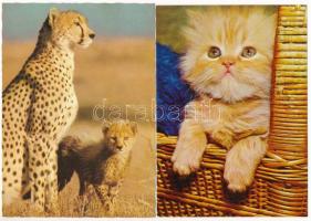 70 db MODERN állatos képeslap / 70 modern animal motive postcards