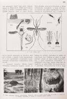 Dr. Makara György-Dr. Mihályi Ferenc: Rovarok és betegségek. Összefoglalás az emberi egészségre káro...