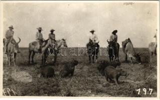 Vízidisznók / Capybaras. photo