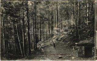 1912 Lőcsefüred, Levoca Kúpele; erdő az Arany-forrásnál. Singer kiadása / forest with spring