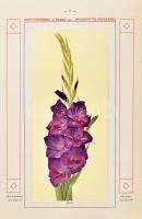 1927-1933 Konynenburg & Mark Inc. Gladiolus-Novelties, 4 db holland virág- (kardvirág) katalógus...