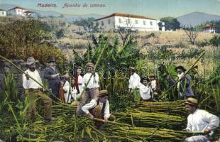 Cane collectors in Madeira