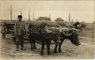 Ungarisches Büffelgespann / bivalyok, erdélyi folklór / Transylvanian folklore, buffalos