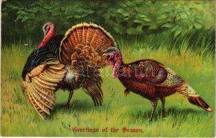 1907 Hálaadás napi dombornyomott üdvözlőlap / Greetings of the Season! Thanksgiving - embossed litho greeting