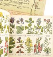 Képes növény atlasz 200 színes ábrával és magyarázó szöveggel Jólész Béla Shuberr rajzai nyomán 1912...