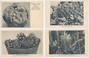 Kaktuszok, 8 db régi képeslap / Cacti, 8 different old postcards