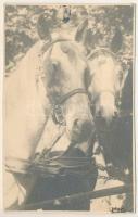 Arad, lovak / horses. photo (lyuk / pinhole)