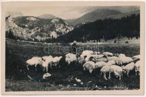 1943 Zernest, Zernyest, Zarnesti; juhász birkákkal, erdélyi folklór / shepherd with sheep, Transylvanian folklore. photo (EK)