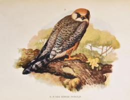 Herman Ottó: A madarak hasznáról és káráról. Darányi Ignácz m. kir. földmivelésügyi minister megbizá...