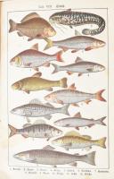 Minjonas: Pawahrneezibas mahkfla. [Pavarniecibas maksla. A főzés művészete.] Riga, 1921, Waltera &am...