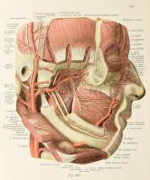 Sobotta, Johannes: Atlas der deskriptiven Anatomie des Menschen. III. Abteilung. Das Nerven- und Gef...