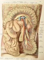 Sobotta, Johannes: Atlas der deskriptiven Anatomie des Menschen. III. Abteilung. Das Nerven- und Gef...