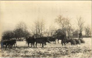 Rumänische Viehherde / Román marhacsorda / Romanian herd of cattle, folklore. photo