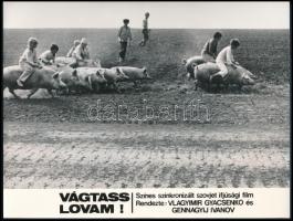 ,,Sovány malac vágtában" 1 db vintage produkciós filmfotó (vitrinfotó, lobbyfotó) ,,Vágtass lovam!" című szovjet filmből, ezüst zselatinos fotópapíron, a használatból eredő (esetleges) kisebb hibákkal, 18x24 cm