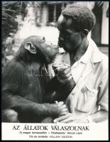 ,,Csókosok", 1 db vintage produkciós filmfotó (vitrinfotó, lobbyfotó) ,,Az állatok válaszolnak" című magyar filmből, ezüst zselatinos fotópapíron, a használatból eredő (esetleges) kisebb hibákkal, 18x24 cm