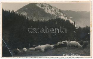 1937 Brassó, Kronstadt, Brasov; Schuler / Postavaru / Keresztényhavas, birkanyáj / mountain, flock of sheep. Foto Angelo photo (EB)