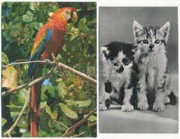 45 db MODERN állatos motívum képeslap