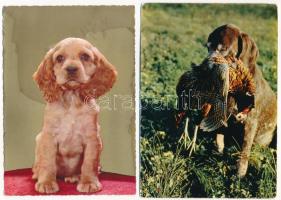 49 db MODERN állatos motívum képeslap: kutyák