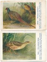 4 db RÉGI motívum képeslap: madár művészlapok (Magyar Földrajzi Intézet rt. kiadása. Székesfőv. álla...