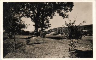 Zágon the oak trees of Kelemen Mikes