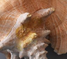 Óriás tengeri kagyló, h: 25 cm