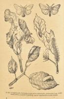 Dr. Szelényi Gusztáv: Téli hernyófészkek és tojáscsomók irtása. Összeáll.: - - . M. Kir. Földmívelés...