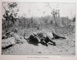 Kittenberger Kálmán: A megváltozott Afrika. Nagybányai Horthy Jenő közreműködésével. Bp., [1930], Fr...
