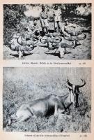 Széchényi Zsigmond: Csui!...(1928. okt.-1929. ápr.) Bp.,1940, Dr. Vajna György és Bokor, (Athenaeum-...