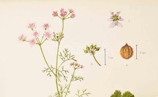 Csapody Vera: "Színes atlasz "Magyarország Kultúrflórájá"-hoz. Szerk.: Máthé Imre. Ku...