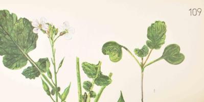 Csapody Vera: "Színes atlasz "Magyarország Kultúrflórájá"-hoz. Szerk.: Máthé Imre. Ku...