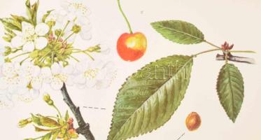 Csapody Vera: "Színes atlasz "Magyarország Kultúrflórájá"-hoz. Szerk.: Máthé Imre. Ku...