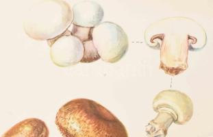 Csapody Vera: "Színes atlasz "Magyarország Kultúrflórájá"-hoz. Szerk.: Máthé Imre. Ku...