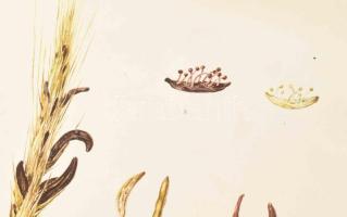 Csapody Vera: "Színes atlasz "Magyarország Kultúrflórájá"-hoz. Szerk.: Máthé Imre. Ku...