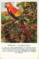 Skarlát ara. A Magyar Földrajzi Intézet r.t. kiadása Székesfővárosi állatkerti sorozat / Ara macao (Linn.) / Scarlet macaw, parrot s: Dobay Zs.