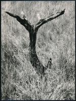 cca 1975 Bakonyi Erzsébet nagykanizsai fotóművész felvétele (Torzó), feliratozott vintage fénykép, ezüstzselatinos fotópapíron, 24x18 cm