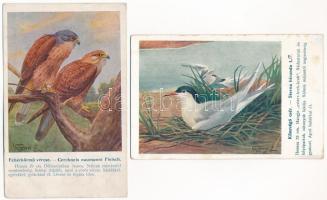 2 db RÉGI madaras képeslap: Küszvágó csér, Fehérkörmű vércse. Vezényi rajzaival / 2 pre-1945 bird art postcards, signed by Vezényi