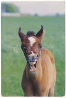 60 db MODERN állatos motívum képeslap / 60 modern motive postcards: animals