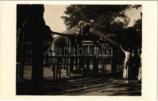 1934 Állatkerti program, elefánt simogatás / Zoo, elephant. photo