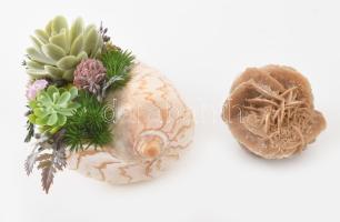 Tengeri kagylóból kialakított asztali dísz + sivatagi rózsa