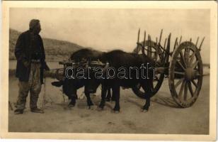 Albanien, Landesübliches Büffelfuhrwerk / Albanian folklore, Albániai folklór
