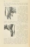 Tormay Béla: A szarvasmarha és annak tenyésztése. Bp., 1893, Eggenberger-féle könyvkereskedés (Athen...