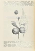 1902 Mauthner Ödön: A kert. A kertészet összes ágait magába foglaló szaklap VIII. évf. 2. félév. 13,...