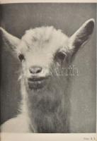 Hevesy Iván: Fényképezés falun. Mezőn, pusztán, vásáron. Népszokások, népviselet, népművészet fényké...