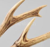 Őz trófea, h: 32 cm