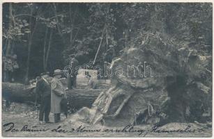 1931 Karánsebes, Caransebes; Der Baum der 3 Mann erschlug / A fa, ami 3 embert megölt / The tree that killed 3 men. Foto Petkovits (Timisoara) photo (EK)