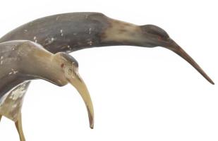 cca 1960, Kelet-Afrika, 2 darab madár dísz. Faragott kafferbivaly szarv, jó állapotban, m: 34-38 cm