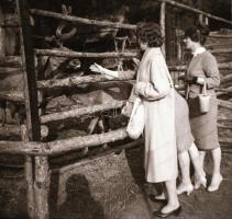 Vintage negatív és diapozitív felvételek vegyes tétele sokféle témáról, különféle helyszíneken (modellek ruhában, ritkábban hiányosan öltözve/vetközve, portrék, műemlékek, természetfotók, állatfotók, városképek, stb.), 511 db vintage NEGATÍV és DIAPOZITÍV, 24x36 mm és 6x6 cm