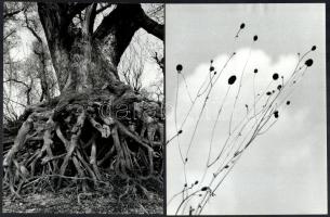 cca 1978 Szaák Tamás fotóművész felvételei, 2 db vintage fotó, ezüst zselatinos fotópapíron, feliratozva, + hozzáadva Réti Pál kéziratát, amelyet a Fotó újság ,,Mini galériája" részére írt, s amelyben bemutatja az akkor fiatal alkotót, 24x18 cm