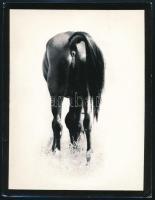 cca 1978 Ritzel Zoltán bonyhádi fotográfus felvétele (Szemtől - szembe" - 1 db vintage fotó, ezüst zselatinos fotópapíron, feliratozva, 24x18 cm