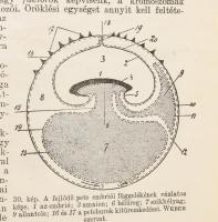 Lovassy Sándor: Magyarország gerinces állatai és gazdasági vonatkozásaik. Zoológusok, mezőgazdák, er...